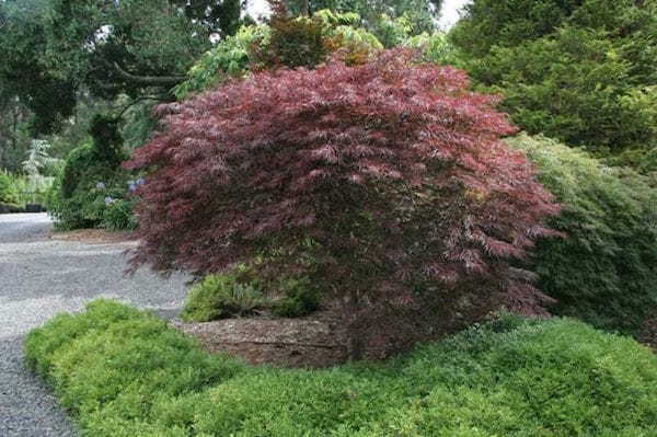 Japanese Maple Trees – Red Dragon Weeping Maple 110 Ltr