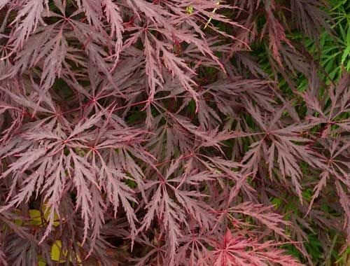 Japanese Maple Trees – Red Dragon Weeping Maple 110 Ltr